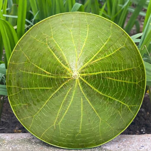 Nón lá Sen Huế nguyên bản